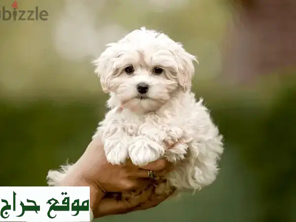 بichon Maltese رقيق! جراء بيشون فريزي صغيرة للبيع - ذكور وإناث