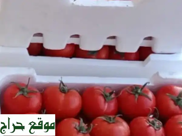 فرصة استثمارية مميزة: مزرعة خضراوات متطورة بالقرب من المدينة المنورة