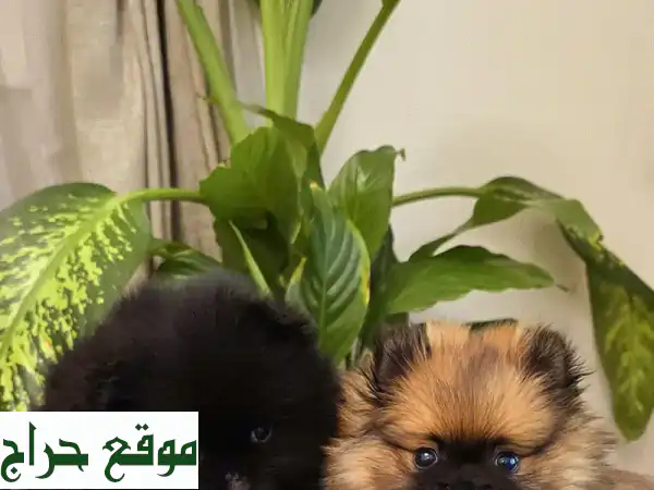 كلاب رائعة للبيع!  بوميرانين، يوركي، جولدن ريتريفر، بودل، وأكثر!
