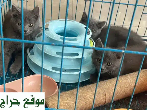 قطط بريطانية أنيقة ومهذبة - ذكور وإناث مُدربين...
