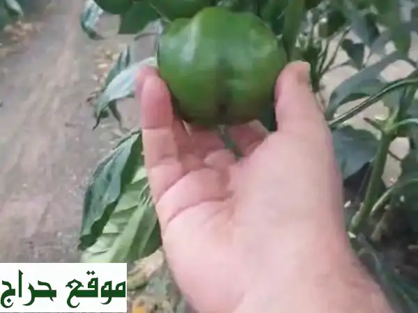 فرصة استثمارية مميزة: مزرعة خضراوات متطورة بالقرب...