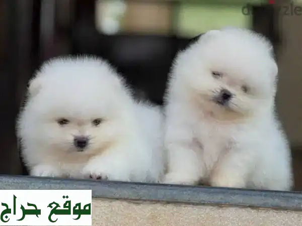 جرو بوميرانين أنثى وذكر - جودة عالية جدًا!  (مع فيديو!)