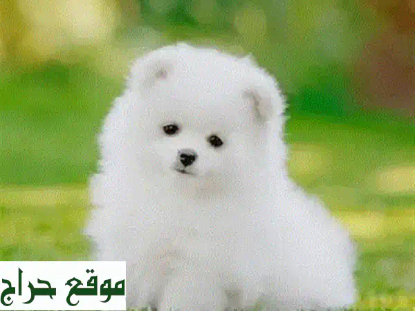 جرو بوميرانين أنثى وذكر - جودة عالية جدًا!  (مع فيديو!)