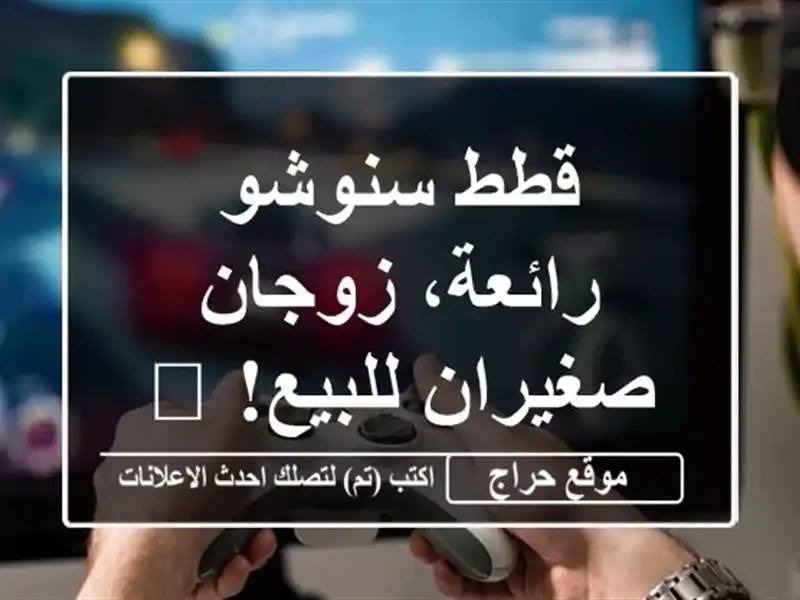 قطط سنوشو رائعة، زوجان صغيران للبيع! 😻