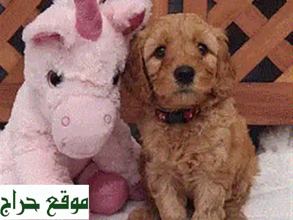 جرو كافابو أحمر روبي رائع -  أفضل رفيق لك!