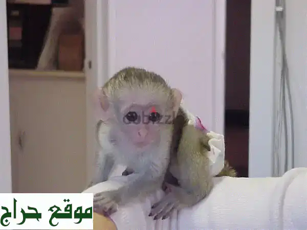 قردة كابوتشين للبيع - رفقاء رائعين ينتظرونك!