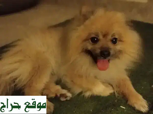 كلب بوميرانيان ذكر لعوب وودود للبيع - فرصة رائعة!