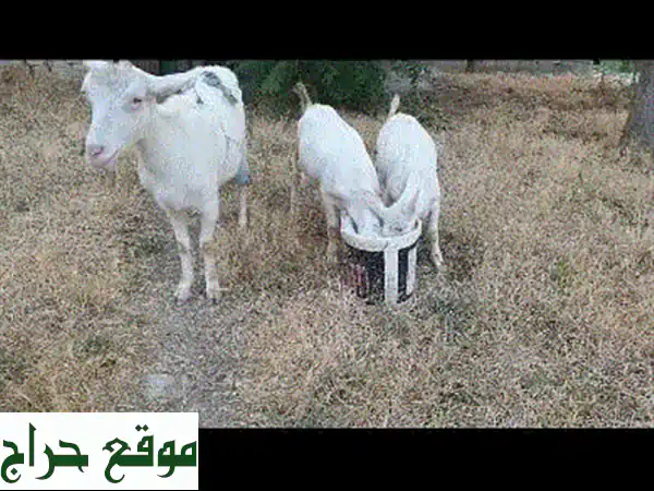 عنزة سانين سويسرية منتجة - حليب وفير وسعر مميز!