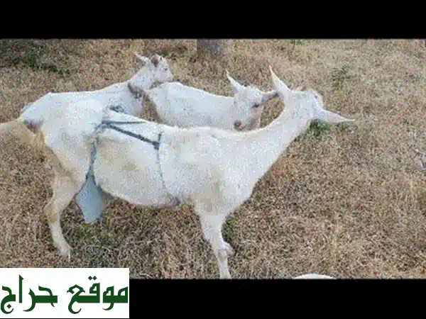 عنزة سانين سويسرية منتجة - حليب وفير وسعر مميز!