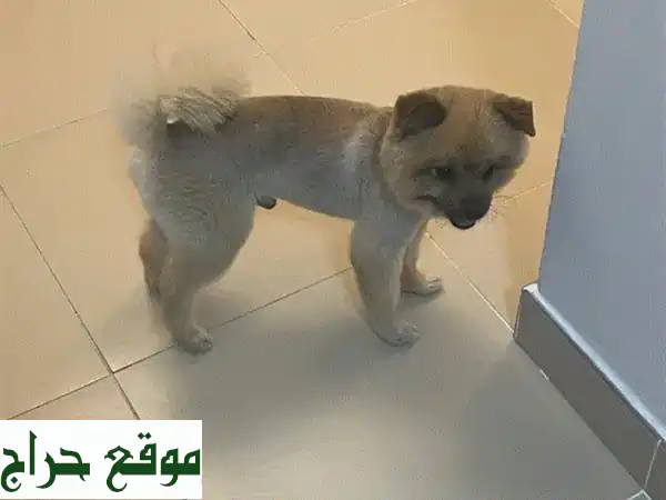 كلب بوميرانيان ذكر لعوب وودود للبيع - فرصة رائعة!