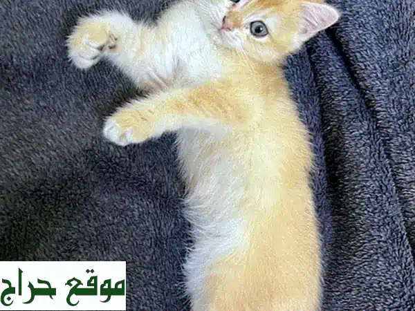 قطة برتيش شورت هير أنثى ذهبية رائعة - عمر شهرين!