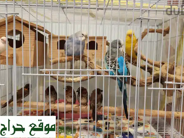 طيور الحب والعصافير الجميلة للبيع! 11 طائرًا وديًا...
