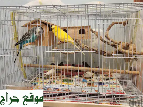 طيور الحب والعصافير الجميلة للبيع! 11 طائرًا وديًا في قفص أنيق