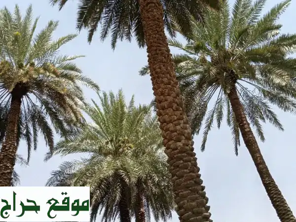 نشتري ثمار نخيلك (خضري، خلاص، دخيني) - أسعار ممتازة!