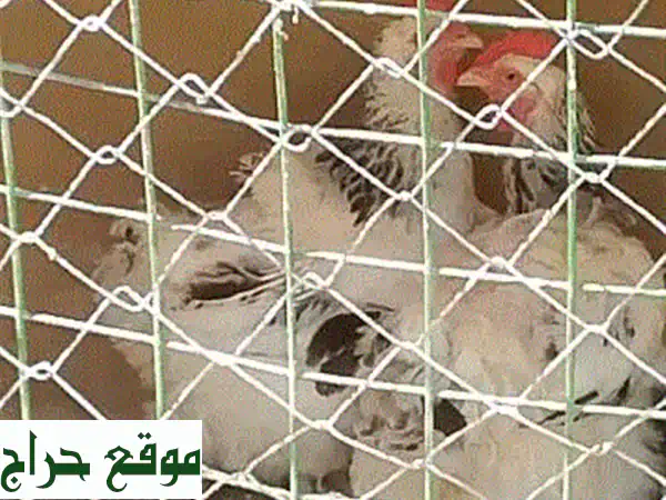 ديك ودجاجتين سوسكس أصيلة للبيع - فرصة مميزة لعشاق الطيور!