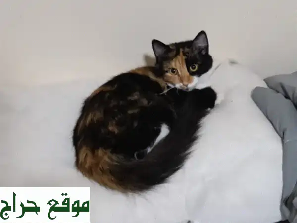 قط كأوا كي للبيع في عجمان للتواصل بأقل سعر