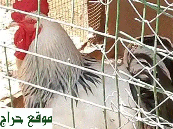 ديك ودجاجتين سوسكس أصيلة للبيع - فرصة مميزة...