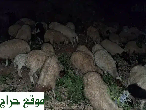 70 رأس غنم ممتازة للبيع - فرصة ذهبية للمزارعين!