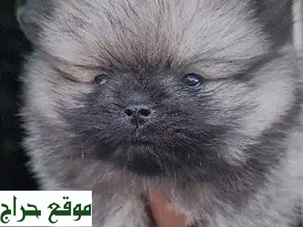كلاب بوميرانين صغيرة الحجم - أنثى رمادية زرقاء وشوكولاتة - معقمة وصحية!