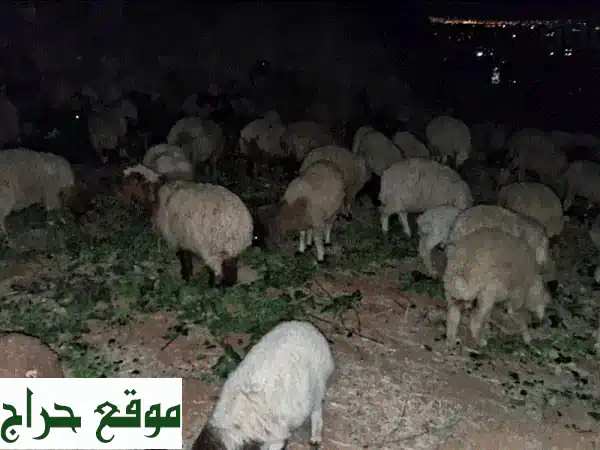 70 رأس غنم ممتازة للبيع - فرصة ذهبية للمزارعين!