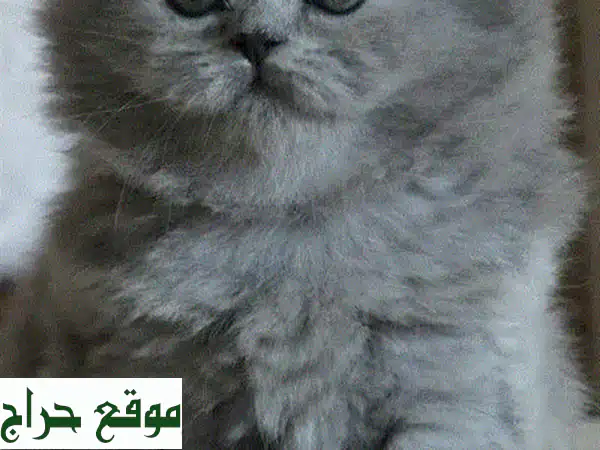 قطة بريتاني لونغ هير جميلة - رفيقك الجديد من العائلة!
