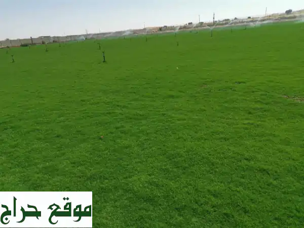 عشب طبيعي أمريكي أعلى جودة من المزرعة مباشرة وأسعار ممتاز يوجد أي كمية توصيل لجميع أمرات الدولة