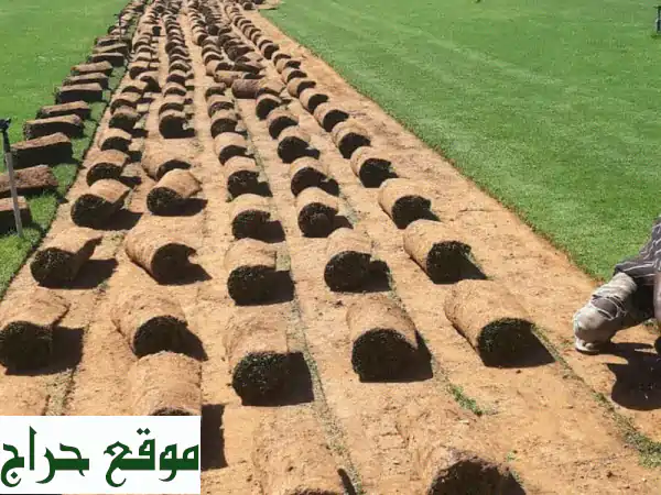 عشب طبيعي أمريكي أعلى جودة من المزرعة مباشرة...