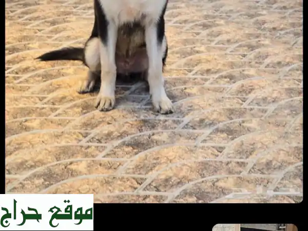 كلب هاسكي للبيع المستعجل عمره 5 أشهر للبيع ذكر...