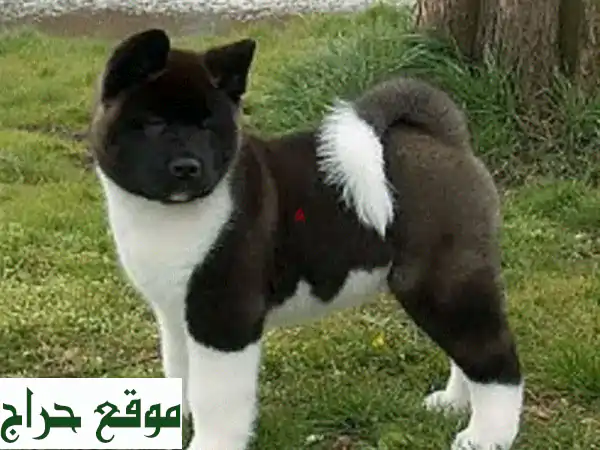 جرو أمريكان أكيتا ذكر - فريد من نوعه! أسود وأبيض،...
