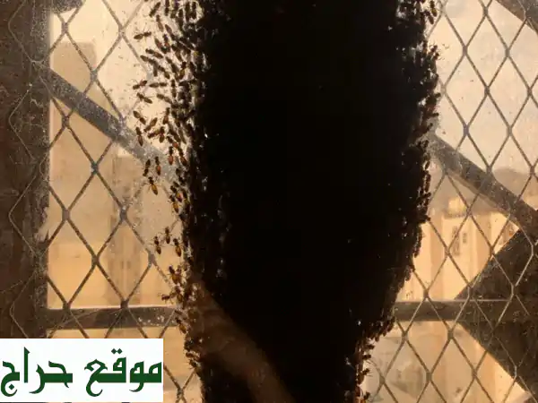 أفضل شركة رش الحشرات وإبادتها تماما خلال زيارة...