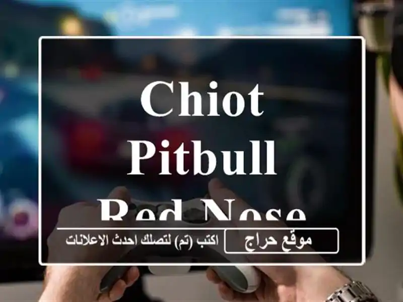 Chiot pitbull red nose