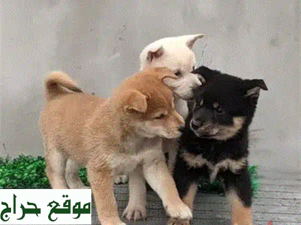 Shiba Inu