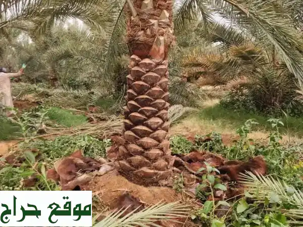 نخيل بجودة عالية | توصيل سريع لجميع أنحاء [المنطقة] 