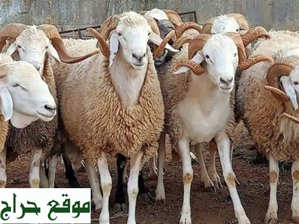 تصدير مواشي وأعلاف من جيبوتي والصومال للإمارات -...
