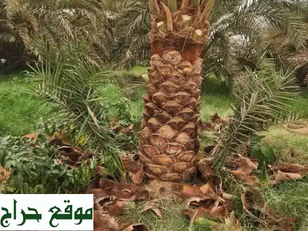 نخيل بجودة عالية | توصيل سريع لجميع أنحاء [المنطقة]