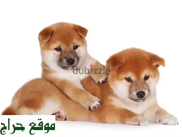 Shiba Inu