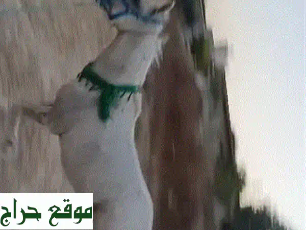 ترفلّسي الحصان اللطيف: تجربة فريدة مع حيوان أليف استثنائي!
