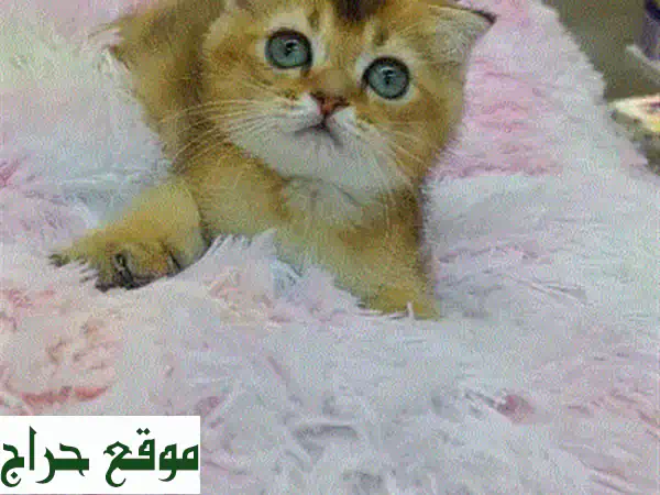 قطط بنغال جميلة نقية السلالة - متوفرة الآن! توصيل متاح