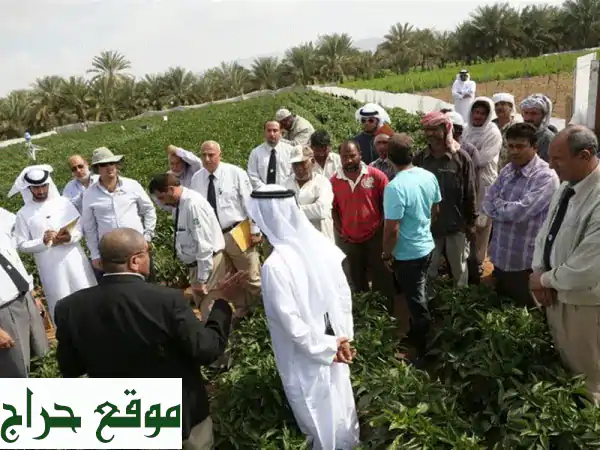 أفضل خدمة استقدام عمالة منزلية وعمالة عامة في الدولة |  أمانة وخبرة
