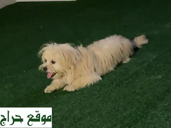 للبيع كلبه شيتوز ب 1500 السلالة شيتزو أنثى العمر من...