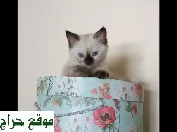 قطط لعوبين وبصحة ممتازة متعود علي اللتر بوكس
