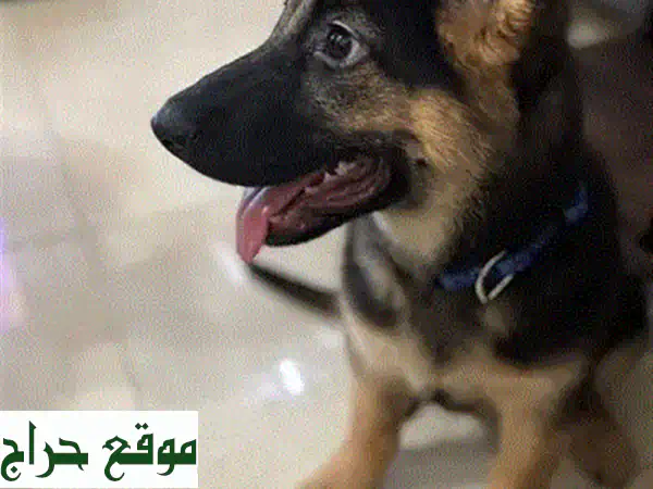 جرو بوميرانيان: رفيقك الصغير ذو القلب الكبير 💖 (للبيع)