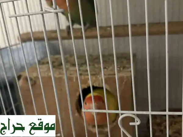 طيور روز جميلة للبيع في جدة - زوجان من أجمل الطيور!