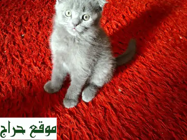 قطط لعوبين وبصحة ممتازة متعود علي اللتر بوكس