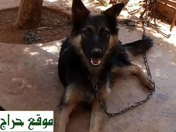 جرو جرمن شيبرد مالينوا ذكي ومرح - 8 أشهر فقط!