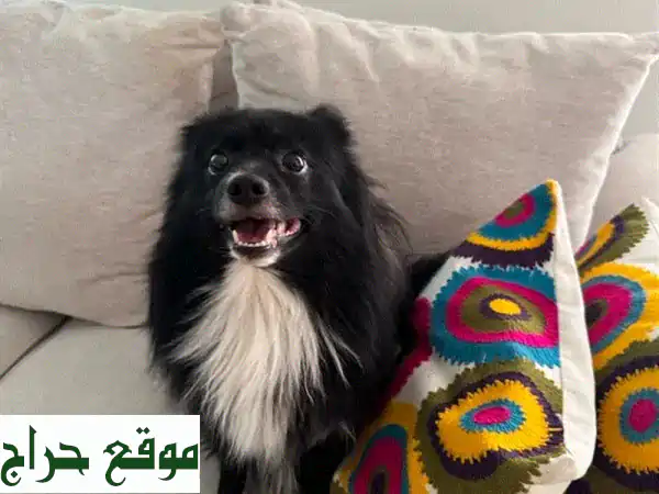 جرو بوميرانيان: رفيقك الصغير ذو القلب الكبير 💖 (للبيع)