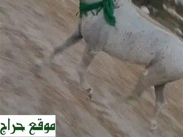 ترفلّسي الحصان اللطيف: تجربة فريدة مع حيوان...
