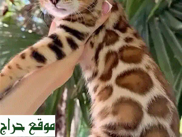 قطط بنغال جميلة نقية السلالة - متوفرة الآن! توصيل متاح