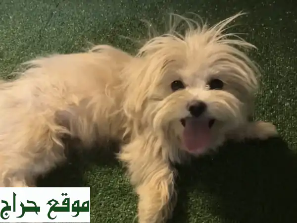 للبيع كلبه شيتوز ب 1500 السلالة شيتزو أنثى العمر من سنة الى سنتين سليمة بدون أي أمراض تربية بيت ...