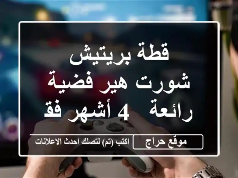 قطة بريتيش شورت هير فضية رائعة - 4 أشهر فقط!